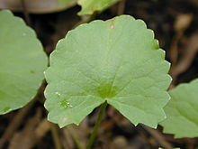 220px-Starr_020803-0095_Centella_asiatica.jpg